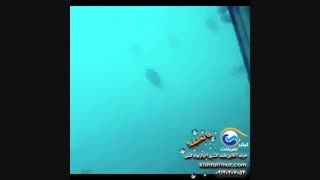 ویدئوی کشتی آکواریوم کیش