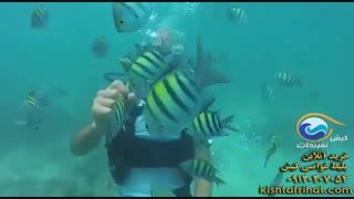 ویدئوی غواصی کیش