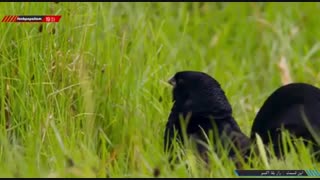 راز بقا  اکسو 