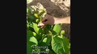 فروش گردو ژنوتیپ برتر در میاندوآب