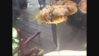 خارپشتماهی خاربلند (Longspined porcupinefish)