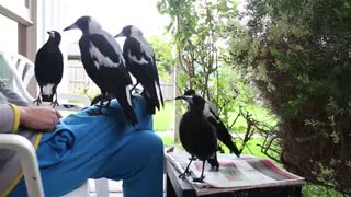 My Happy Place with Australian Magpies