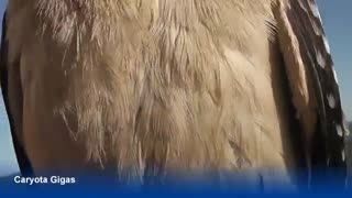 60 minutes of Kookaburras | Kooky Kookaburra Kompilation