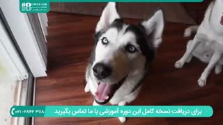 تربیت سگ | آموزش شیوه های متعدد برای تربیت سگ هاسکی
