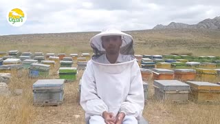تقلب در عطر عسل