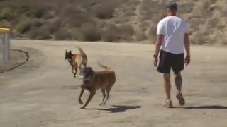 10 حقیقت درباره سگ مالینویز بلژیکی