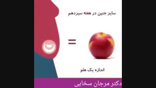 رشد جنین در شکم مادر