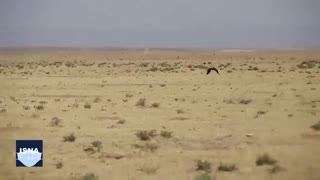 تله‌گذاری برای موش صحرایی در مراتع قم