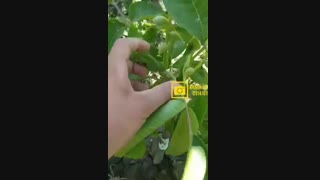خرید و فروش نهال گردو ژنوتیپ رویال ۰۹۱۴۱۸۱۱۵۲۰