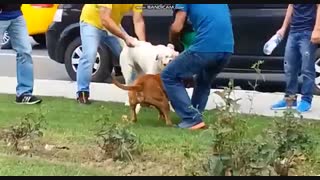 درگیری بین پت بول تریر  و  لابرادور