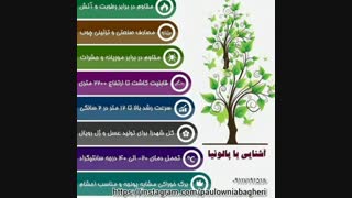 پالونیا نهال پولساز