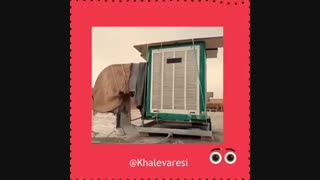 کاشی شو