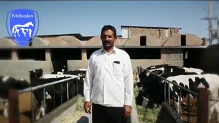 فیلم رضایت از محصولات دام و طیور مهرادان