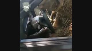 طنز جالب با گوسفند