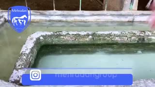 نمک و جوش شیرین در تغذیه دام ها