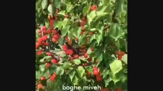 فروش نهال زردالو در نهالستان رویال نهال ۰۹۱۴۱۸۱۱۵۲۰