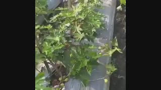فروش ارقام انجیر در نهالستان رویال نهال ۰۹۱۴۱۸۱۱۵۲۰