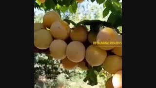 فروش نهال آلو قطره طلا در نهالستان رویال نهال ۰۹۱۴۱۸۱۱۵۲۰