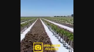 فروش ارقام کمیاب و پیوندی نهال انگور ۰۹۱۴۱۸۱۱۵۲۰