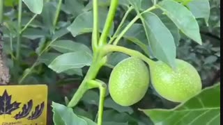 فروش نهال گردو ژنوتیپ ۰۹۱۴۱۸۱۱۵۲۰