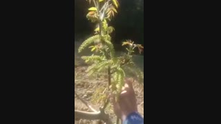 فروش نهال گردو تضمینی ۰۹۱۴۱۸۱۱۵۲۰