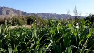 روستای کچومثقال