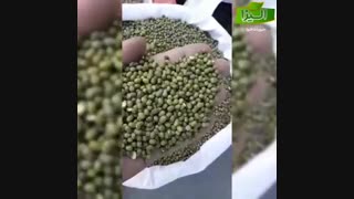 فروش ماش به صورت فله