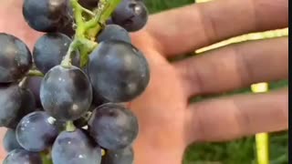فروش نهال انگور شامپاین ۰۹۱۴۱۸۱۱۵۲۰