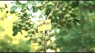 فروش نهال گردو ژنوتیپ در نهالستان رویال نهال ۰۹۱۴۱۸۱۱۵۲۰