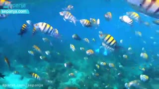 کیش؛ نوزدهمین مقصد برنامه به کجا سفر کنیم سپنجا