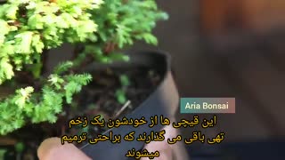 هنر زنده بونسای