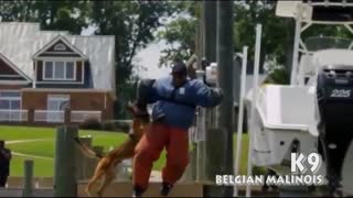 بلژین مالینویز اموزش دیده (سگ پلیس)