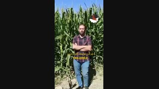 بذر ذرت ۷۰۳