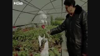 تقدیم به استاد محمدرضا شجریان جان جام