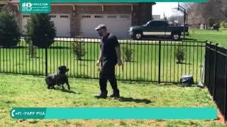 آشنایی با کارهایی که در حین تربیت سگ باید از آن پرهیز کنید