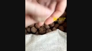 فروش نهال گردو ژنوتیپ | نهالستان رویال نهال