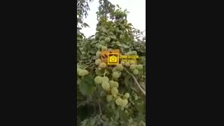 فروش گردو ژنوتیپ رویال تیپ ۷ | نهالستان رویال نهال