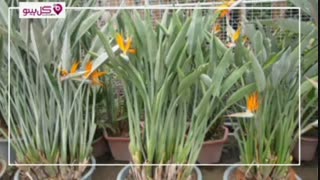 گیاه پرنده بهشتی یا استرلیتزیا چیست؟ معرفی کامل و چگونگی نگهداری این گیاه