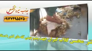 آموزش و استخدام پشم چین صنعتی گوسفند