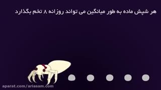 شامپو ضد شپش سر دی فنوترین، قوی ترین شامپو برای دفع شپش و تخم شپش