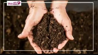 پاپیتال چیست؟ معرفی کامل گیاه پاپیتال یا هدرا