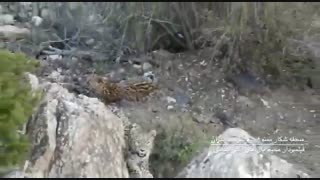 حضور پلنگ در طبیعت ایران