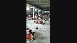 فروش مرغ سه ماه