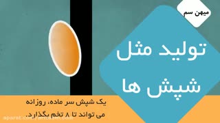 بهترین راه خلاصی از شپش، شامپو دی فنوترین | D - phenothrin