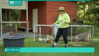 نکات طلایی در مورد نگهداری صحیح جوجه و تخم مرغ محلی