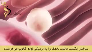 تخمک گذاری و باروری سازی
