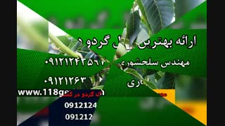خرید انواع نهال گردو