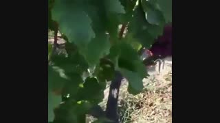 ارقام خاص و تجاری انگور