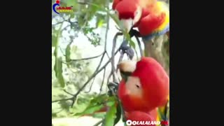 پرندگان زیبا
