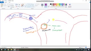 از لقاح تا سین سیشوتروفوبلاست